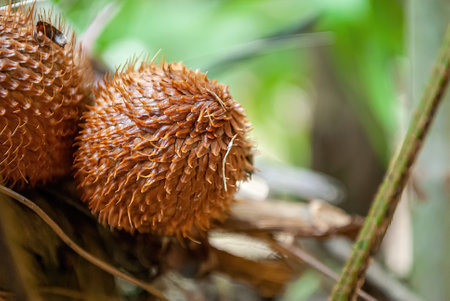 The thorny fruit is called Salacca wallichiana, the skin is soft, but the thorns are hard and...