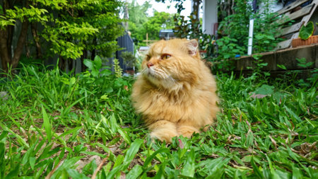 Persian cat sitting on the grass in the garden, stock photoの写真素材