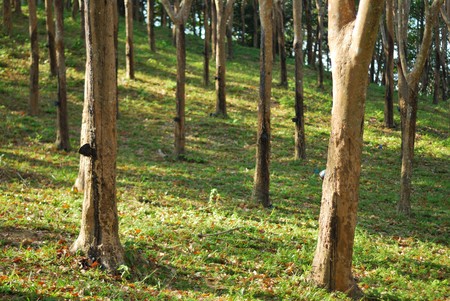 Rubber tree farm on mountain daytimeの写真素材