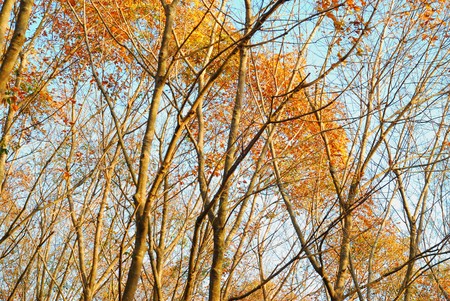 Dry twig in autumn guardの写真素材