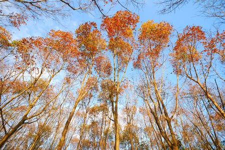 Dry twig in autumn guardの写真素材