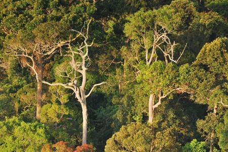Forest trees of green fertile southern Thailandの写真素材