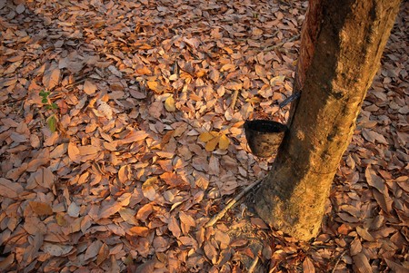 Rubber in the early autumn. Southern Thailandの写真素材