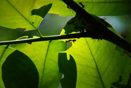 Rider climb as many green leavesの写真素材