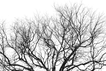 Black twig dry part of the tree