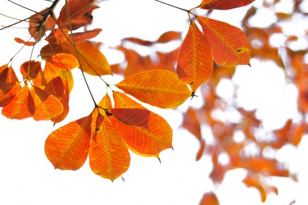 red leaf Dry twig in autumnの写真素材