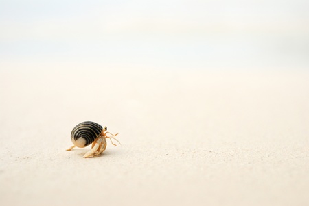 Hermit crab in a crab species 