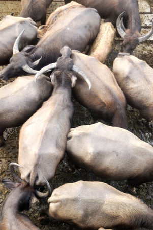 Most of the animals they raise buffalo for meat and labor.の写真素材
