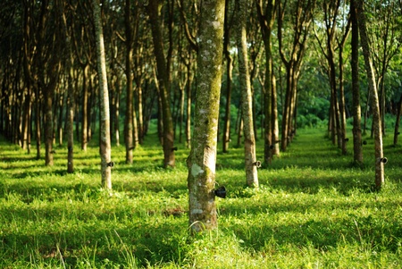 Rubber planting in rows for agricultureの写真素材