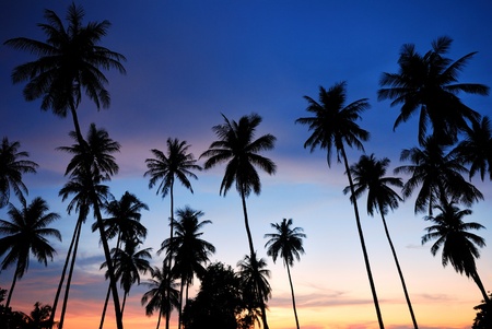 Black silhouette of a coconut tree on the beachの写真素材