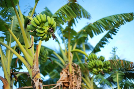 Banana tree with a bunch of bananas の写真素材