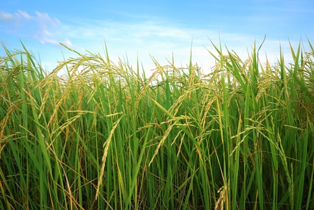 paddy rice field with cloud background の写真素材