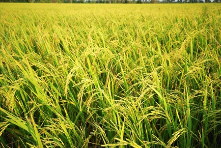 paddy rice field with cloud background の写真素材