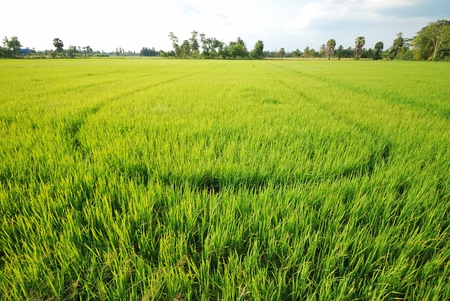 paddy rice field with cloud background の写真素材