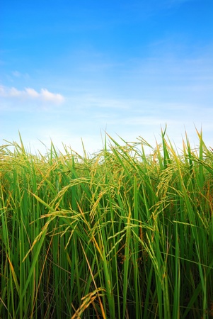 paddy rice field with cloud background の写真素材