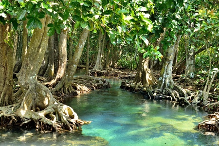 Mangrove forests   swamp   with riverの写真素材