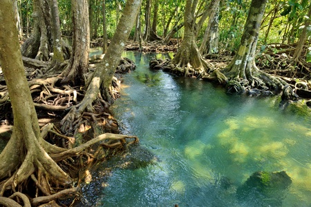 Mangrove forests   swamp   with Streamの写真素材
