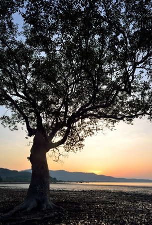 Beautiful landscape image with trees silhouette at sunsetの写真素材