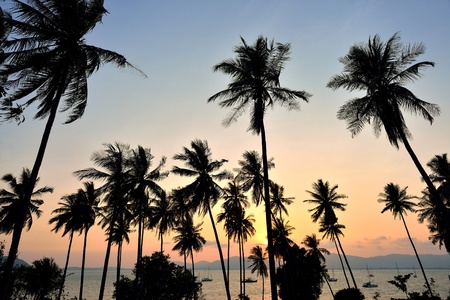 Coconut palms on sand beach in tropic on sunset.の写真素材