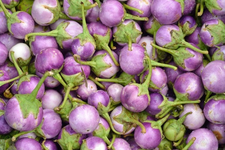 Fresh organic Violet eggplant vegetable thaiの写真素材