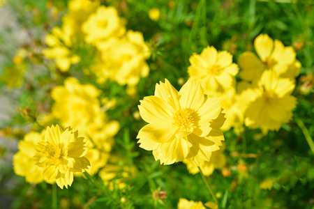 Yellow Cosmos flower in gardenの写真素材