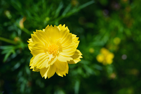 Yellow Cosmos flower in gardenの写真素材