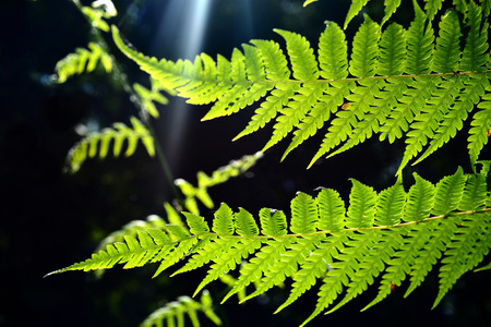 fresh green fern leaves in a rain forest の写真素材