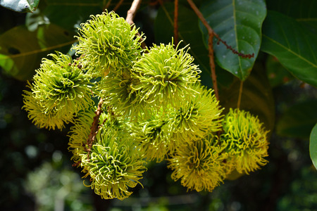 Fresh rambutan from the orchard in thailandの写真素材