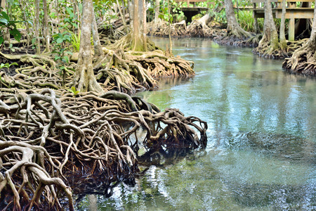 root Mangrove plants   swamp   with Streamの写真素材
