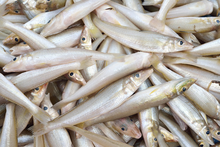 Fresh many smelts fish in market ,thailand