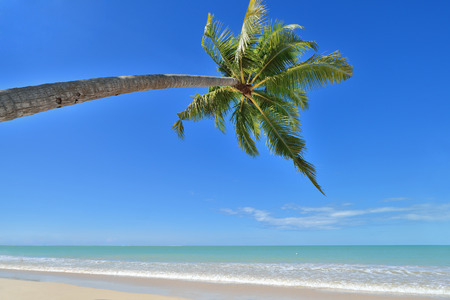 Coconut palms on sand beach in tropical island , day timeの写真素材