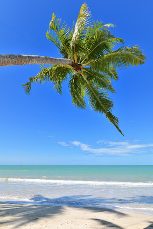 Coconut palms on sand beach in tropical island , day timeの写真素材
