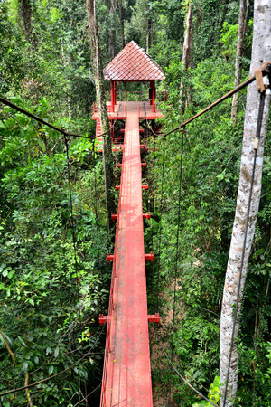 Bridge to the jungle,tropical forest , Southern of Thailandの写真素材