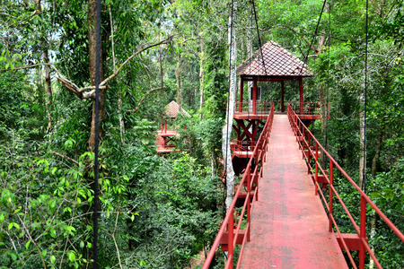 Bridge to the jungle,tropical forest , Southern of Thailandの写真素材