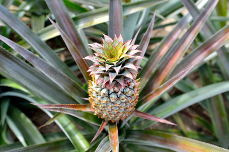 Pineapple tropical fruit growing in a farmの写真素材