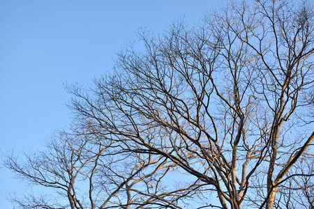 branches of a tree against blue skyの写真素材