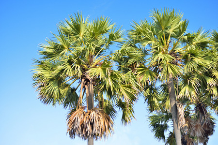 Toddy or sugar palm trees in the field ,thailandの写真素材