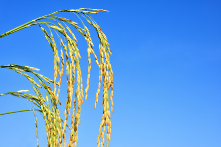 paddy rice field with cloud sky backgroundの写真素材