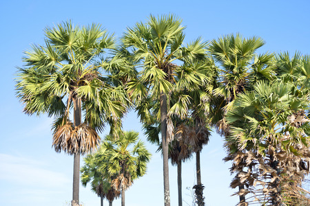 Toddy or sugar palm trees in the field ,thailandの写真素材