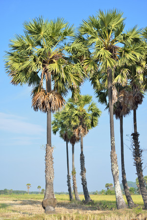 Toddy or sugar palm trees in the field ,thailandの写真素材