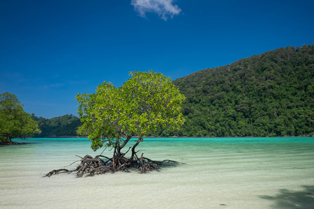Mangrove plants growing in wetlandsの写真素材