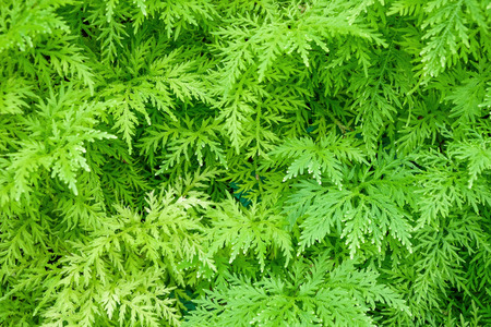 green fern growing in forest texture backgroundの写真素材