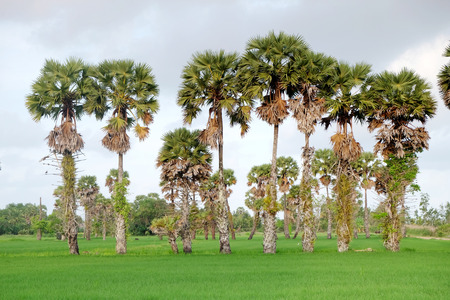 Sugar palm trees on the rice field in Thailandの写真素材