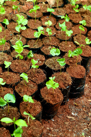 Young coffee tree plant in coffee plantationの写真素材
