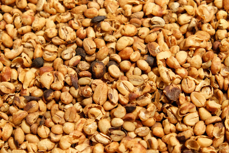 Fresh coffee beans that have not been roastedの写真素材