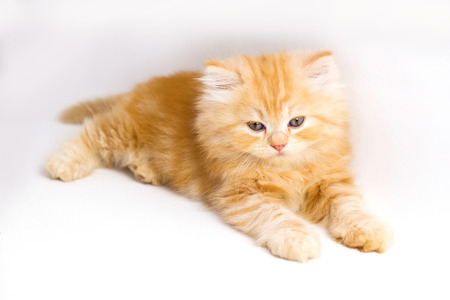 red persian kitten on a white backgroundの写真素材