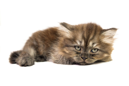 Gray brown Persian kitten sleep on white backgroundの写真素材