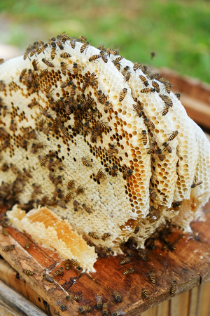 closeup swarm of honeycomb on wood boxの写真素材