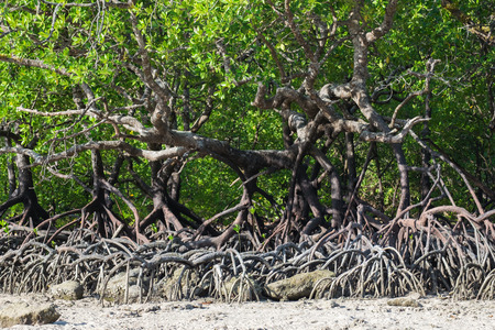 Mangrove forest in the tropical place,surin island ,thailandの写真素材