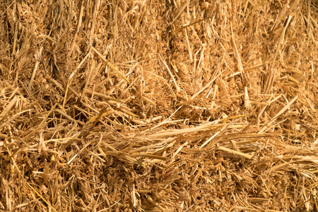 Dry yellow hay, closeup texture Backgroundの写真素材